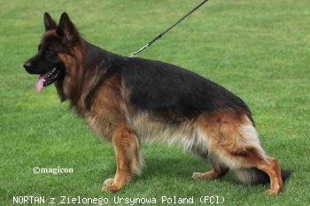 NORTAN z Zielonego Ursynowa Poland (FCI)