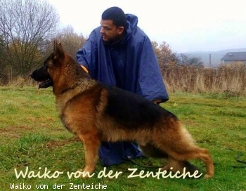 Waiko von der Zenteiche