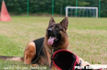 Waiko von der Zenteiche