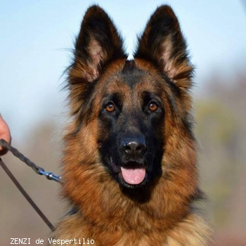ZENZI de Vespertilio