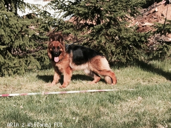 ARIA z Wilanej FCI