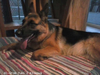 Al-Grom Yumi Z Kosowa