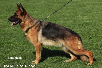 Malka Primo Grande