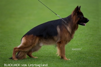 BLACKJACK vom Leirbagland