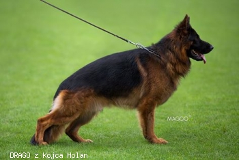 DRAGO z Kojca Holan