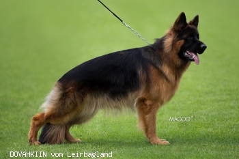 DOVAHKIIN vom Leirbagland