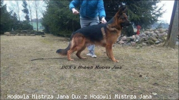 Hodowla Mistrza Jana