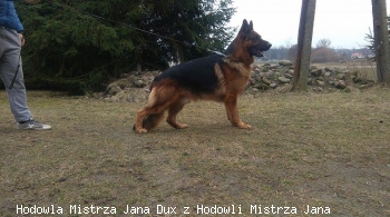 Hodowla Mistrza Jana