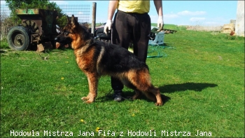 Fifa z Hodowli Mistrza Jana