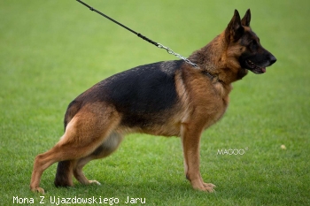 Mona Z Ujazdowskiego Jaru