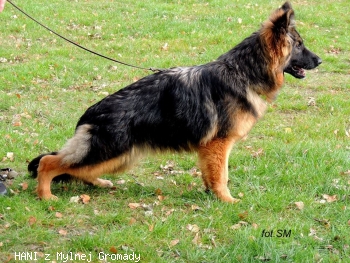 HANI z Mylnej Gromady