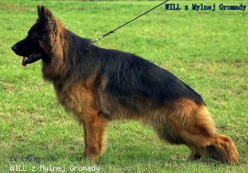 WILL z Mylnej Gromady