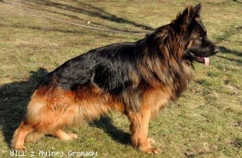 WILL z Mylnej Gromady