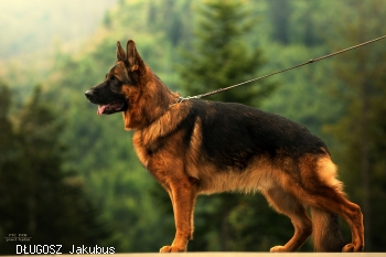 D£UGOSZ Jakubus