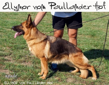ELLYNOR vom Paullnder Hof