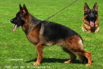 TONY von der Wilhelmswarte