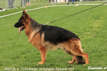 HEKTOR z Zielonego Ursynowa Poland FCI