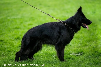 Arabika Zilber Vasserfal