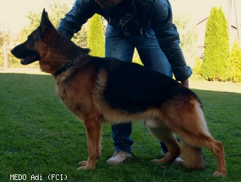 MEDO Adi (FCI)