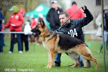 XVI Dolno¶l±ska Wystawa Owczarków Niemieckich Wroc³aw 28.04.2013r.