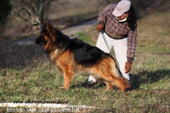 Boston von Skorpionenblut