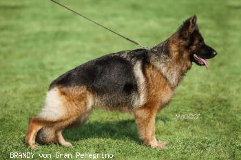 BRANDY von Gran Peregrino