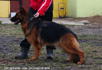 Zeraphina vom Zellwaldrand
