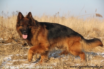 Castor z Peletonu Skorpiona