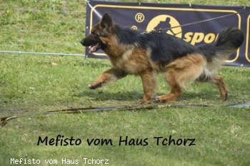 Mefisto vom Haus Tchorz