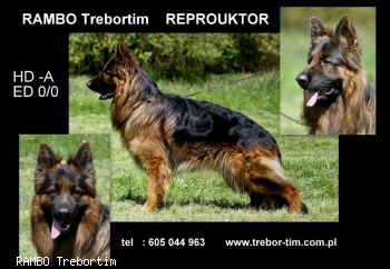 RAMBO Trebortim