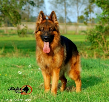 Azis Kaferland