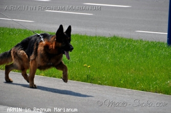 ARMIN in Regnum Marianum