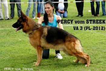 PERCY vom Streek