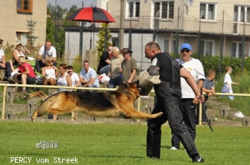 PERCY vom Streek
