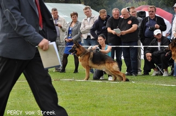 PERCY vom Streek