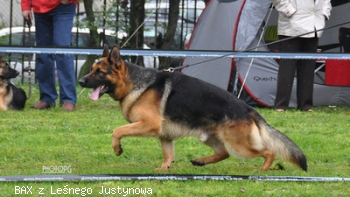 BAX z Le¶nego Justynowa