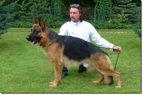 CEDRO z Le¶nego Justynowa