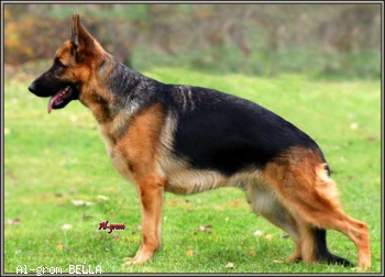 Al-grom BELLA