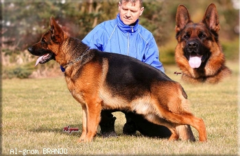 Al-grom BRANDO