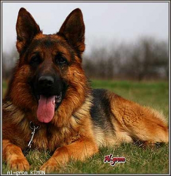 Al-grom KIMON