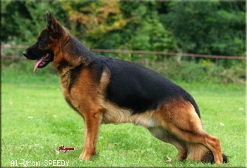 Al-grom SPEEDY