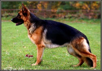 Al-grom ZUMI