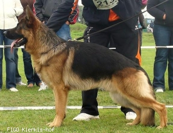 FIGO Kierkis-hof